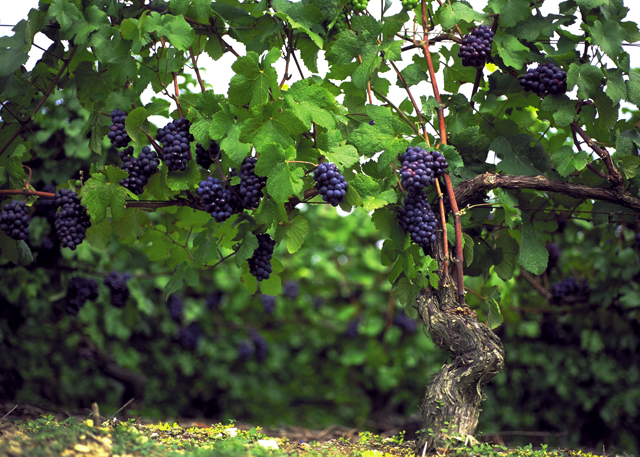 Le Pinot Meunier, eine Schwarzriesling Rebsorte die zur Champagner Gewinnung genutzt wird. Den Namen verdankt es ihren stark behaarten Blättern