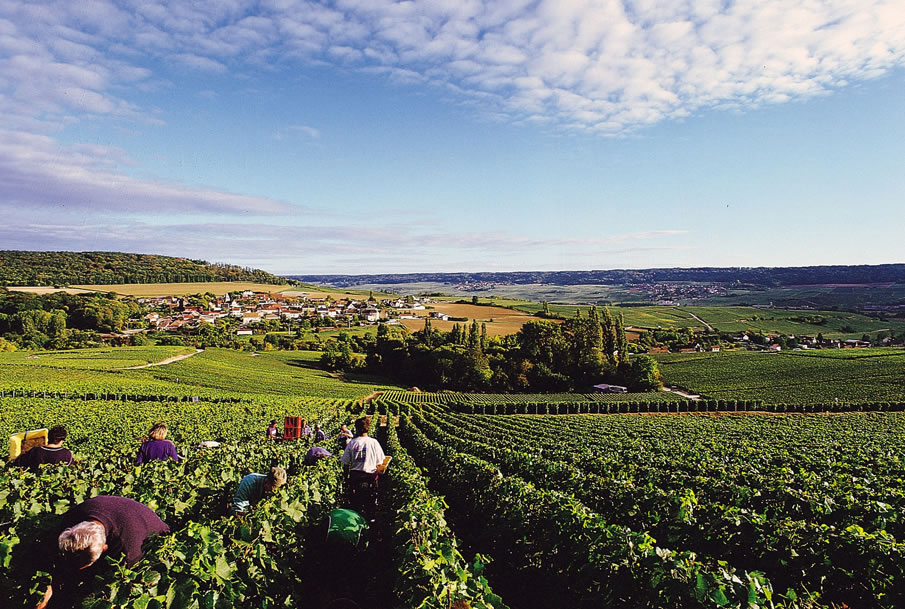 Im Department Marne liegt die Gemeinde Villers sous Châtillon mit seinen Weinbergen. Hier sieht man Erntehelfer bei der Wein Ernte