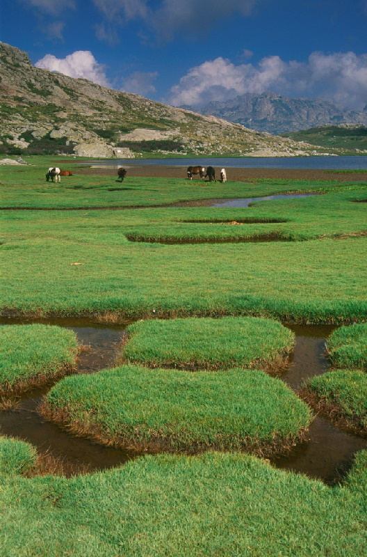 Plateau du Coscione auf der Straße des Lac Nino. Die Coscione ist die größte Hochebene Korsikas und besteht aus vielen mittelhohen Bergen und Hügeln