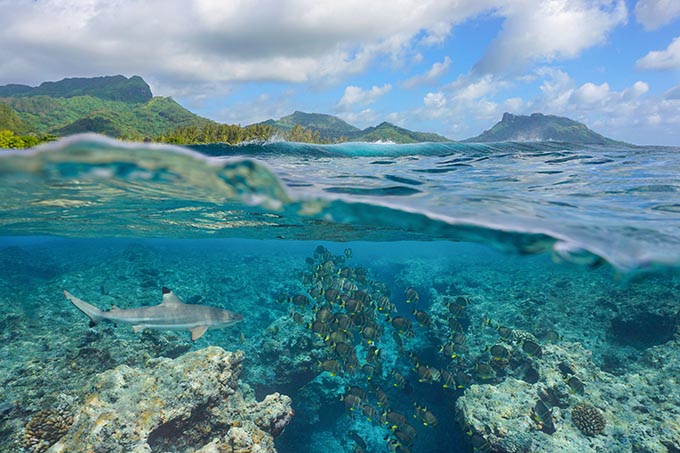 Fischschwarm mit einem Hai unter Wasser im Ozean am Riff einer südpazifischen Insel in Französisch-Polynesien, Naturszene, geteilter Blick über und unter Wasseroberfläche